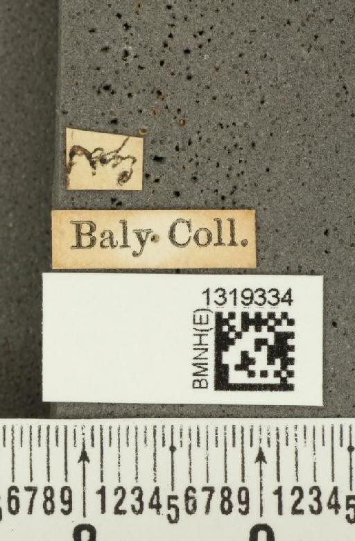 Diabrotica alboplagiata Jacoby, 1882 - BMNHE_1319334_label_17625