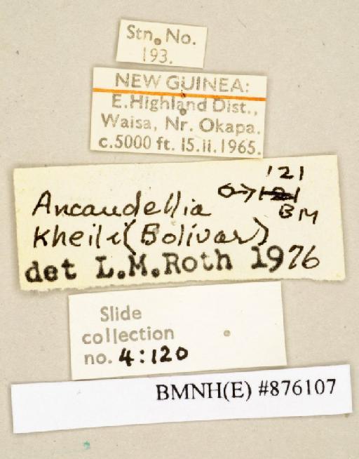 Ancaudellia kheili (Bolívar, 1898) - Ancaudellia kheili Bolivar, 1898, male, non type, labels. Photographer: Edward Baker. BMNH(E)#876107