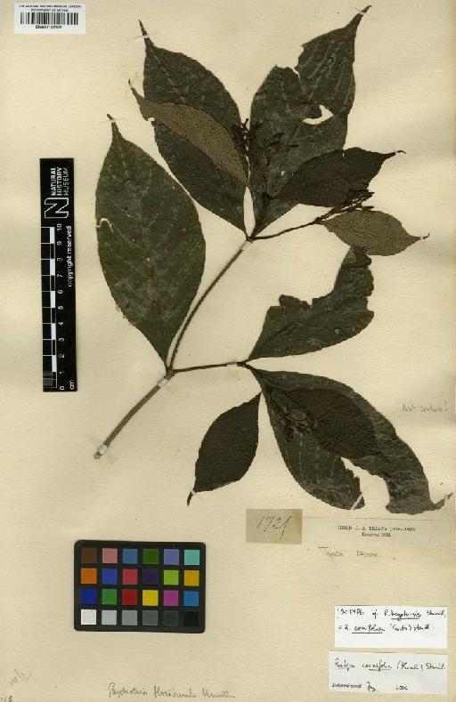 Rudgea cornifolia (Kunth) Standl. - BM001122709