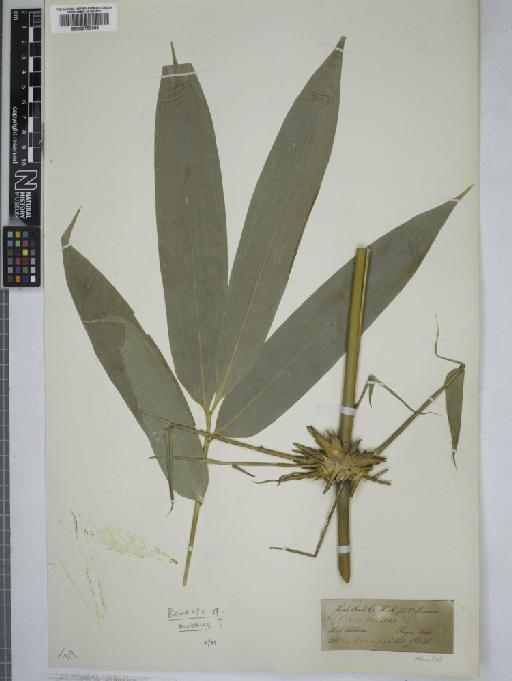Flowering plant - 000759088