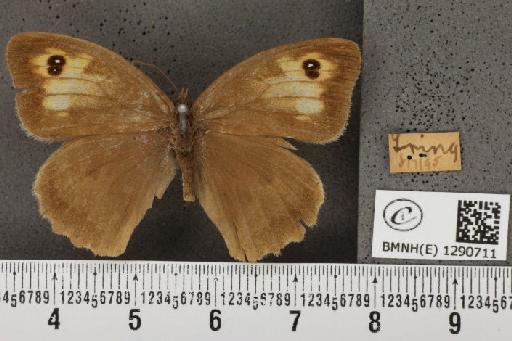 Maniola jurtina insularis (Thomson, 1969) - BMNHE_1290711_128313