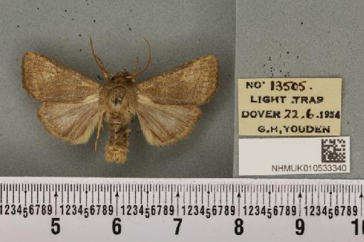 Charanyca trigrammica (Hufnagel, 1766) - NHMUK_010533340_587259