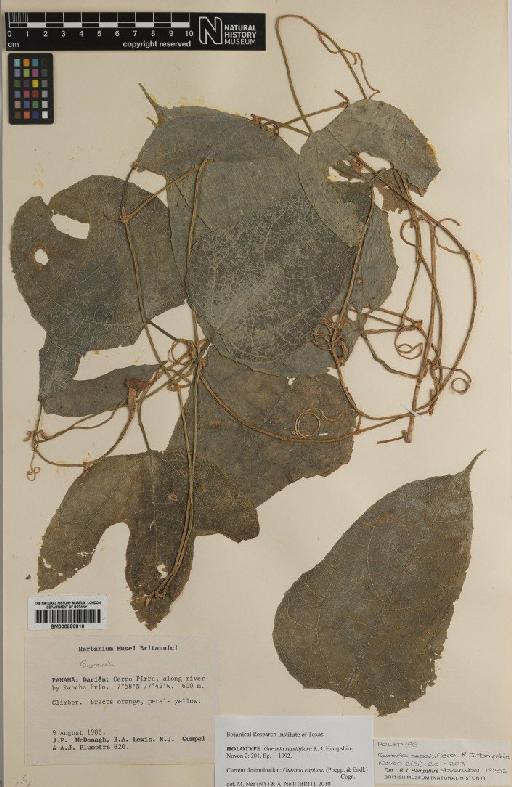 Gurania capitata (Poepp. & Endl.) Cogn. - BM000880816