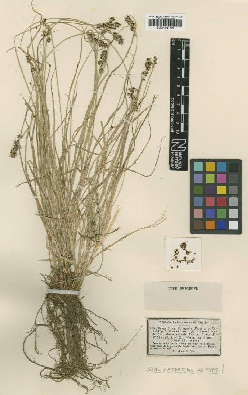 Carex muricata subsp. lamprocarpa Čelak. - BM001067014