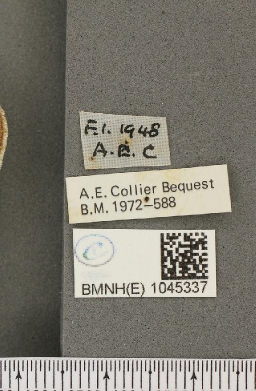 Aphantopus hyperantus ab. hyperantella Strand, 1919 - BMNHE_1045337_label_162