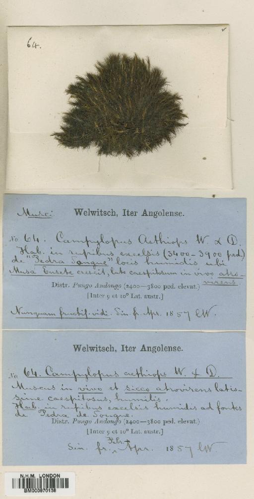 Campylopus aureonitens (Müll.Hal.) A.Jaeger - BM000870138