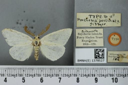 Euproctis pectinata Fryer - BMNH(E) 1378527 Porthesia pectinata Fryer 1912 syntypus Male 2