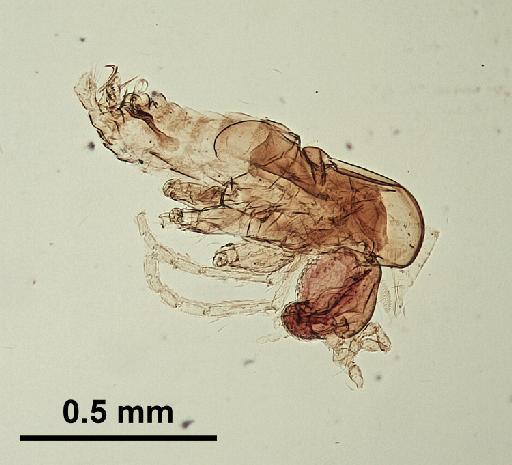 Trichomyia complexa Duckhouse, 1965 - Trichomyia_complexa-010210266-body-64_0x-scale