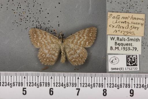 Scopula immorata (Linnaeus, 1758) - BMNHE_1712733_267443