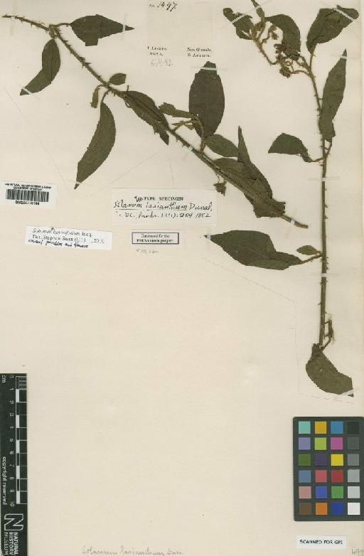 Solanum lanceifolium Jacq. - BM000778199