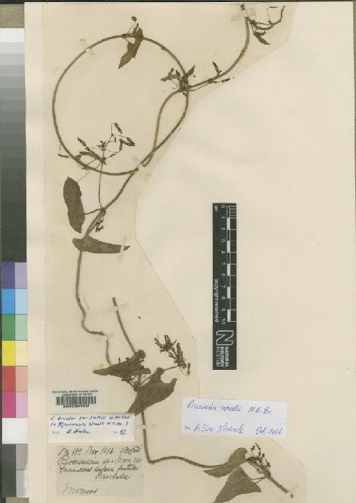 Ceropegia woodii Schltr. - BM000645904