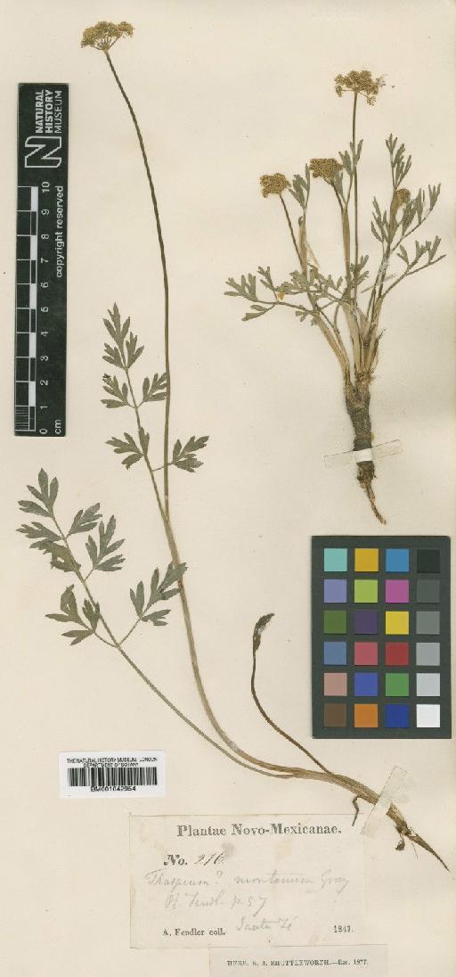 Pseudocymopterus montanus (A.Gray) J.M.Coult. & Rose - BM001042954