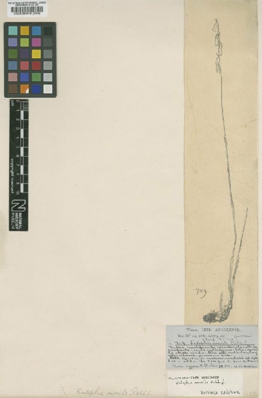 Eulophia monile Rchb.f. - BM000529342