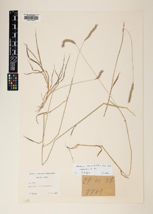 Hordeum brevisubulatum subsp. brevisubulatum (Trin.) Link - 000755678