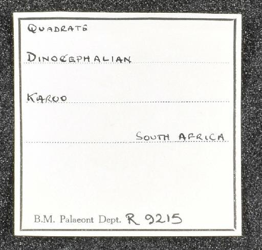 Dinocephalia Seeley, 1894 - NHMUK PV R 9215 - label