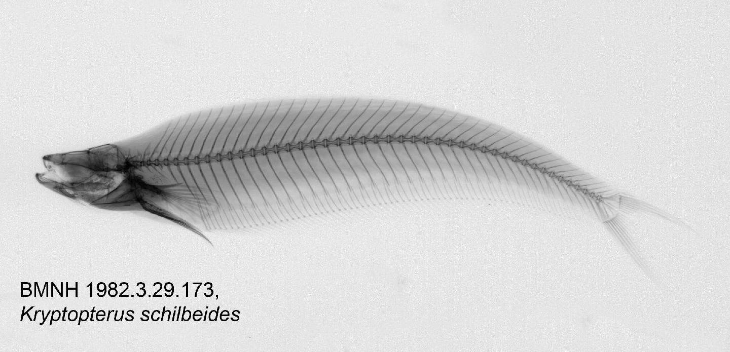 Kryptopterus schilbeides