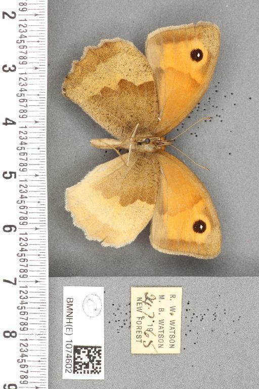 Maniola jurtina insularis ab. transformis Leeds, 1950 - BMNHE_1074602_41408