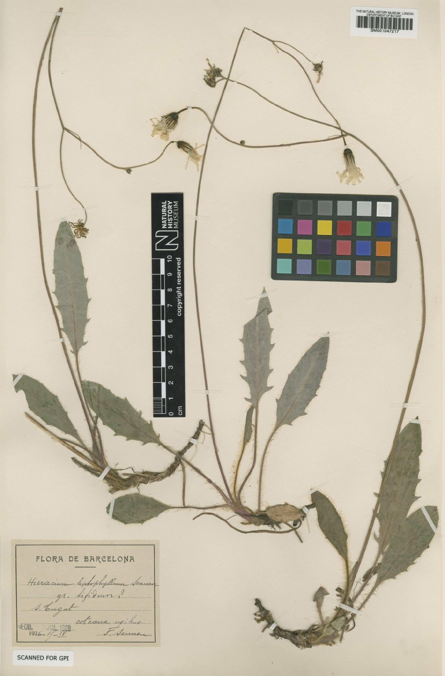 To NHMUK collection (Hieracium leptophyllum Sennen; Type; NHMUK:ecatalogue:2755736)