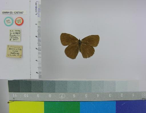 Euptychia liturata Butler, 1867 - BMNH(E)_1267097_Praefaunala_(Euptychia)_liturata_liturata_Butler_T_male_ (1)