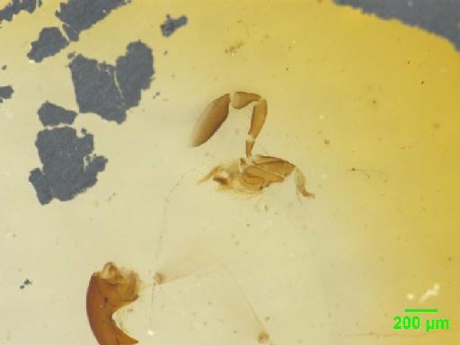 Paederinae Fleming, 1821 - 010189129___5