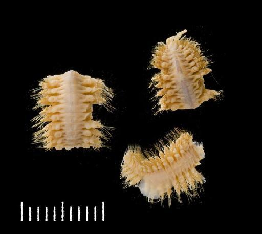 Eunoa opalina McIntosh, 1885 - Polychaete type specimen 1885.12.1.48 dorsal