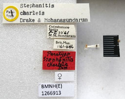 Stephanitis (Menodora) charieis Drake & Mohanasundarum, 1961 - Stephanitis (Menodora) charieis-BMNH(E)1266913-Paratype female dorsal & labels