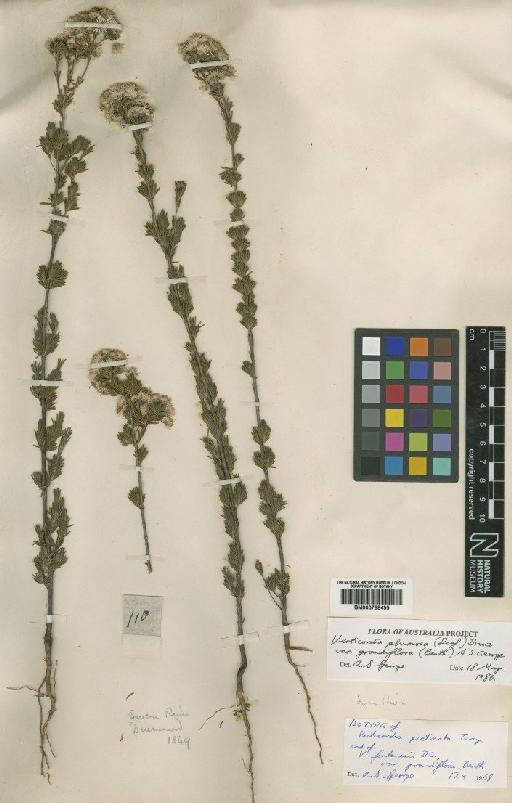 Verticordia plumosa (Desf.) DC. - BM000798495
