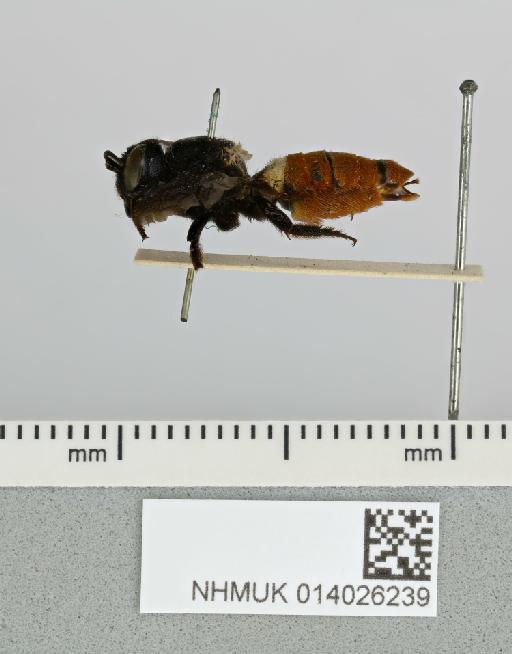 Megachile (Callomegachile) albobasalis Smith, F., 1879 - 014026239__-