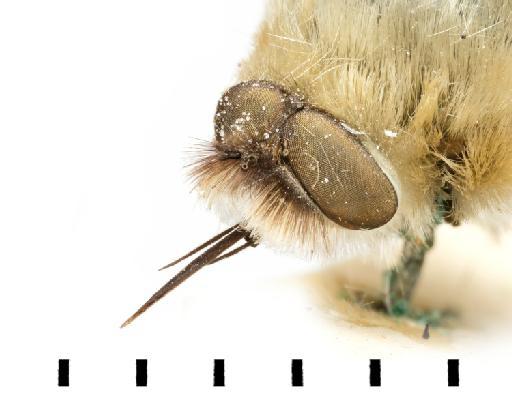 Bombylius immutatus Walker, 1849 - NMHUK 010976527 HT Bombylius immutatus head