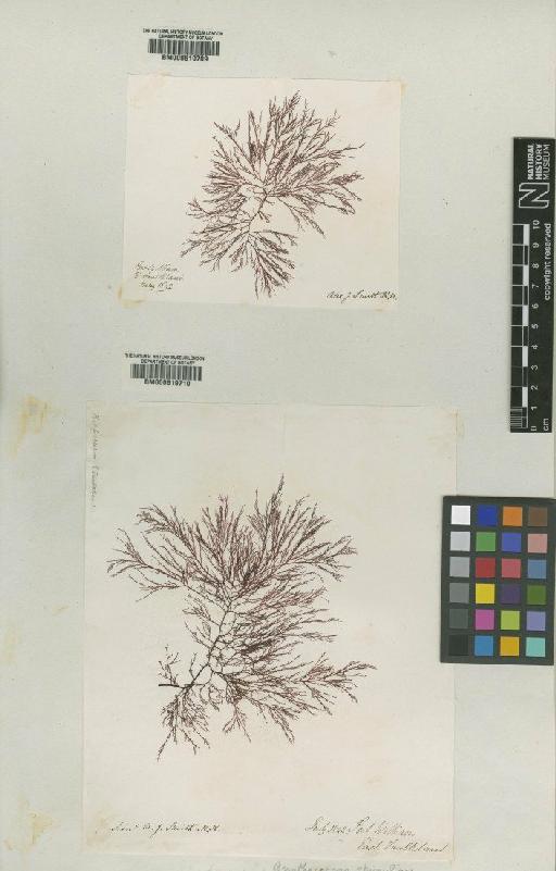 Cystoclonium obtusangulum (Hook.f. & Harv.) Kütz. - BM000619709