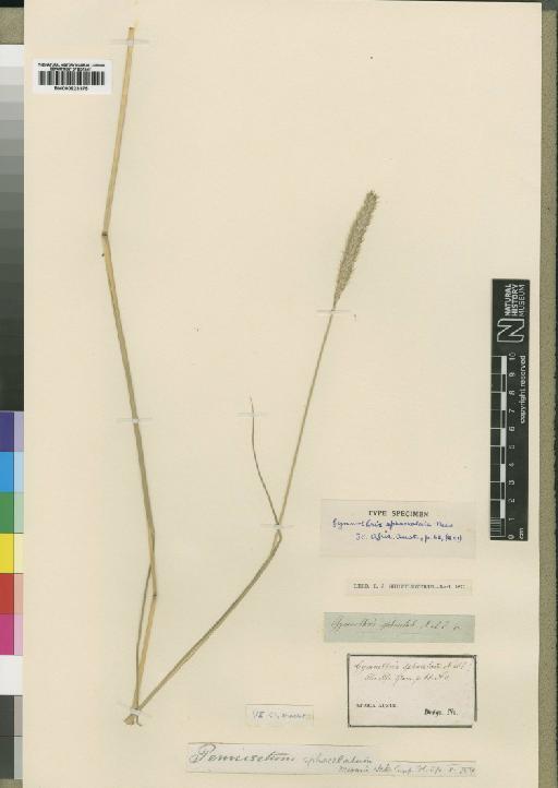 Pennisetum sphacelatum (Nees) T.Durand & Schinz - BM000923375