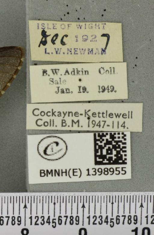 Poecilocampa populi (Linnaeus, 1758) - BMNHE_1398955_label_189297