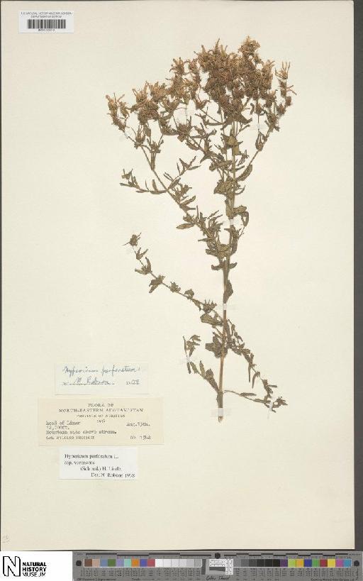 Hypericum perforatum subsp. veronense (Schrank) H.Lindb. - BM001203140