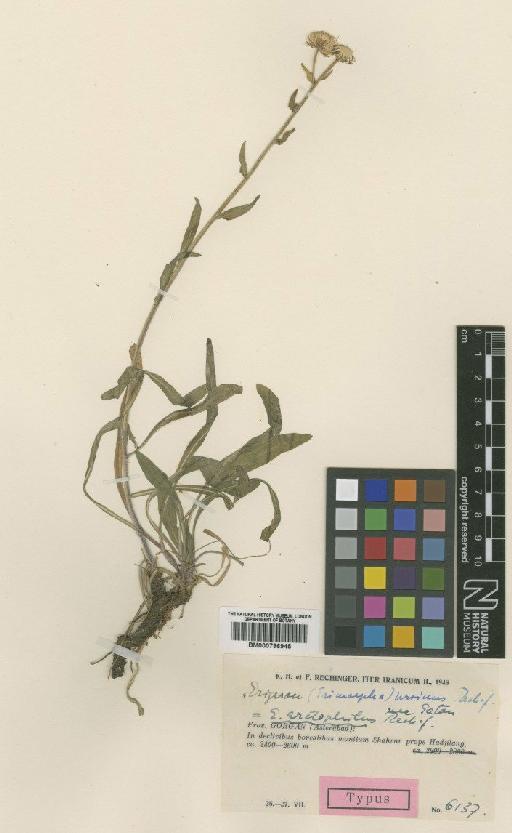 Erigeron acer subsp. arctophilus (Rech.f.) Rech.f. - BM000796945