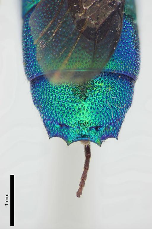 Chrysis elevodentata Linsenmaier, 1982 - Chrysis_elevodentata-BMNH(E)#970878_type-distal-3_2X
