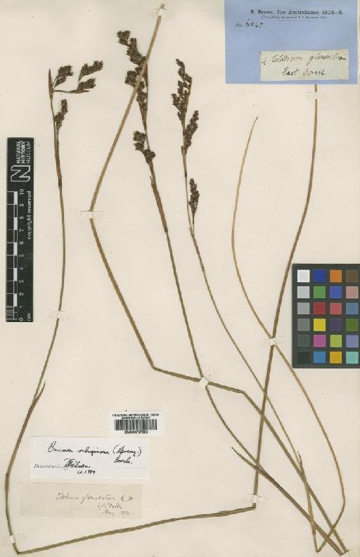 Machaerina rubiginosa (Sol. ex G.Forst.) T.Koyama - BM000797589