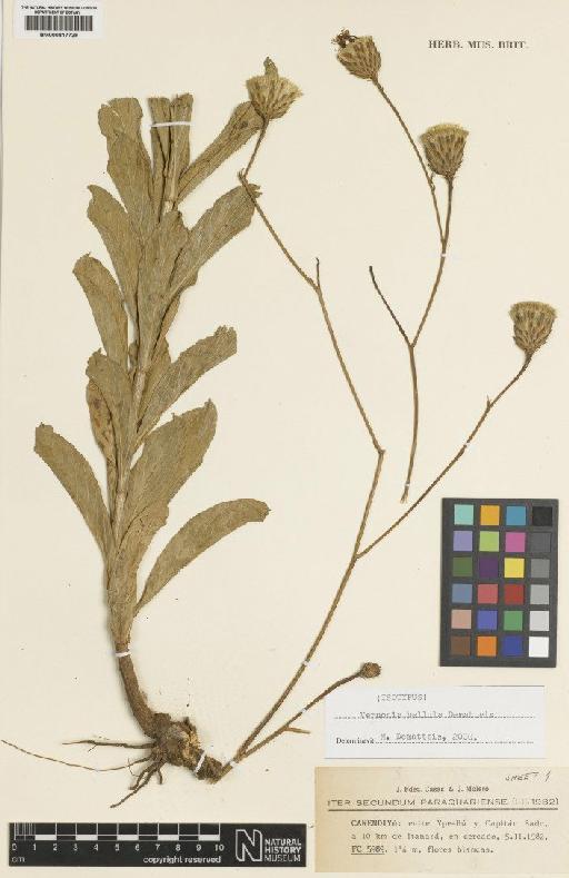 Vernonia bellula Dematteis - BM000817729