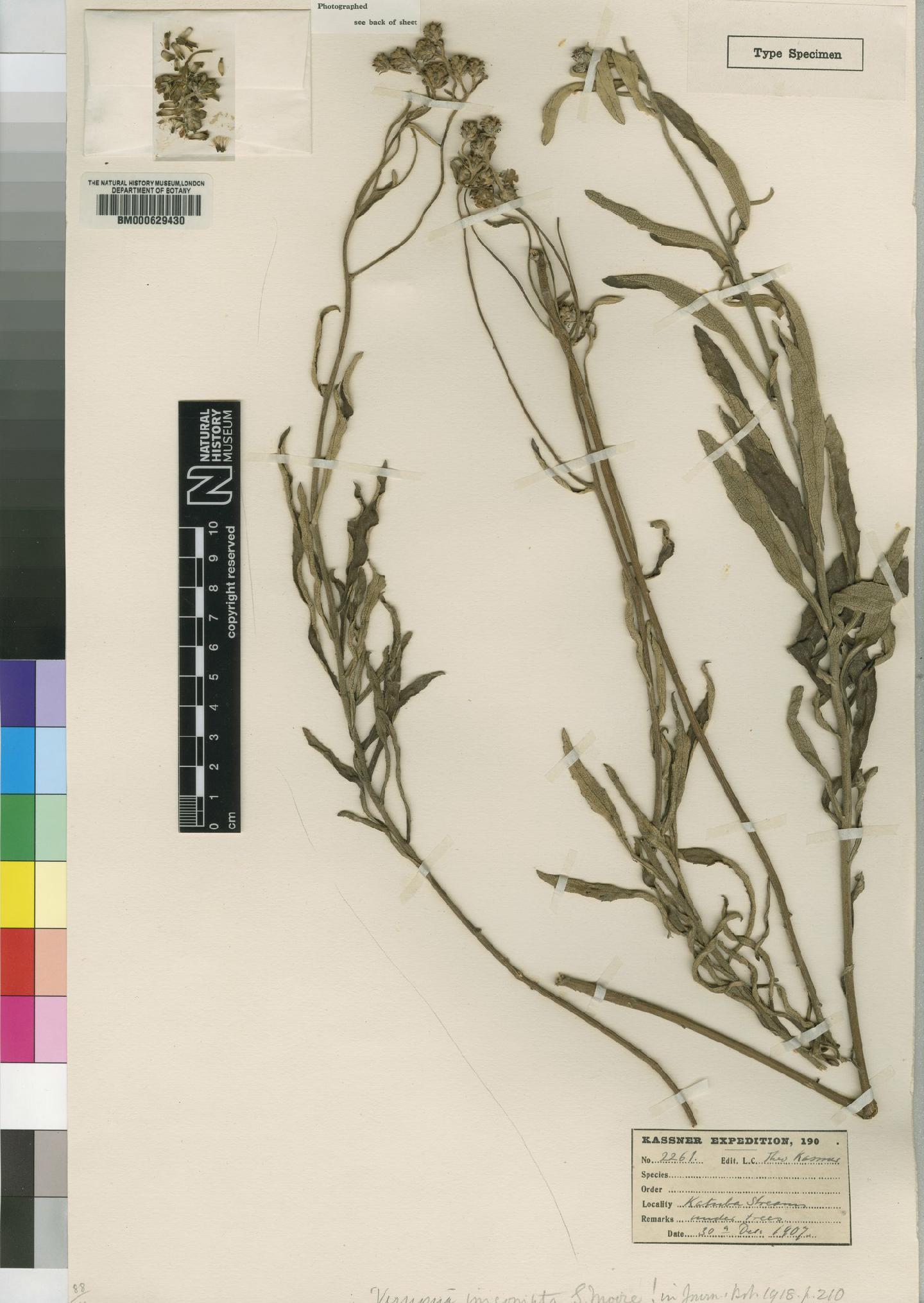 To NHMUK collection (Vernonia incompta Moore; Type; NHMUK:ecatalogue:4526384)