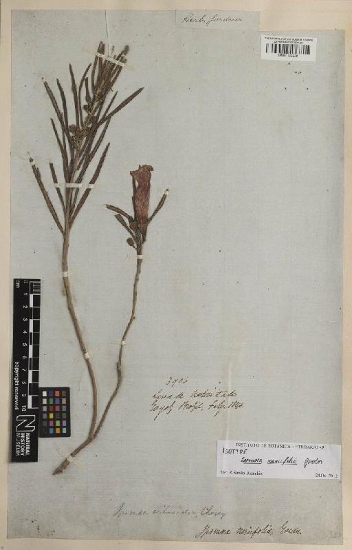 Ipomoea nerifolia Gardner - BM001122238