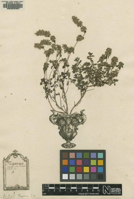 Thymus vulgaris L. - BM000628987