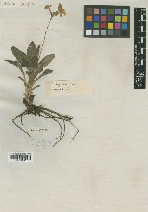 Primula griffithii Pax - BM000996871