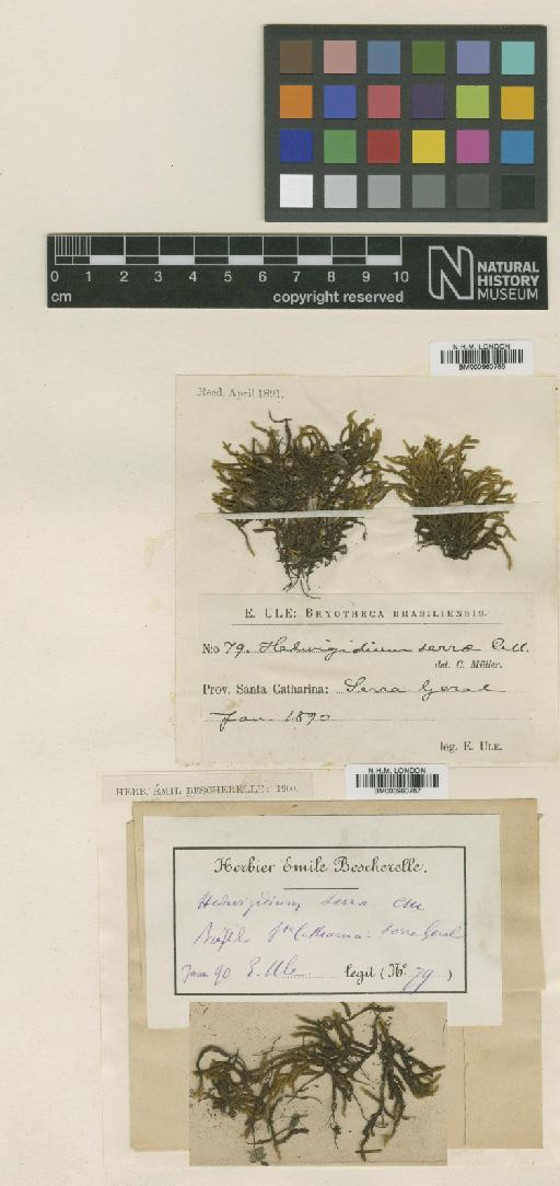 Hedwigidium integrifolium (P.Beauv.) Dixon - BM000960786_a
