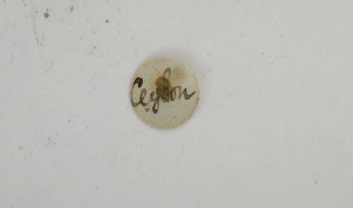 Indarbela quadrinotata Walker, 1856 - Cossus 4-notatus 1055085 underside label