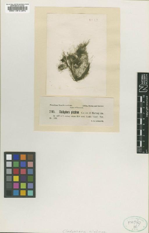 Cladophora piscinae Collins & Herv. - BM000515842