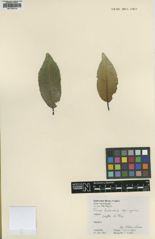 Prunus lusitanica subsp. azorica - BM000829164