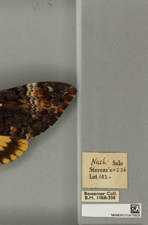 Acherontia atropos ab. intermedia Tutt, 1904 - NHMUK_010475809_label_527291