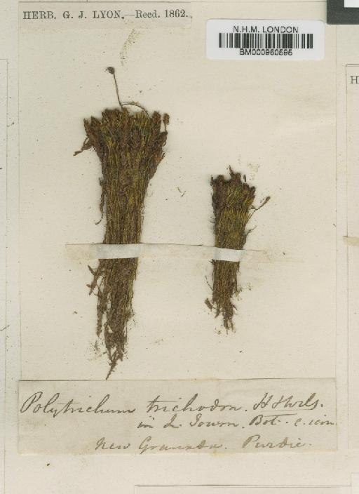 Psilopilum trichodon (Hook.f. & Wilson) Mitt. - BM000960595