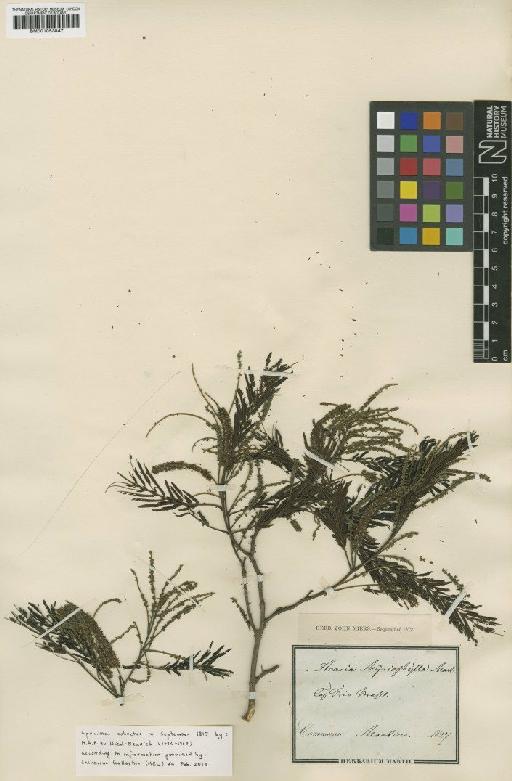 Pseudopiptadenia contorta (DC.) G.P.Lewis & M.P.Lima - BM001053847