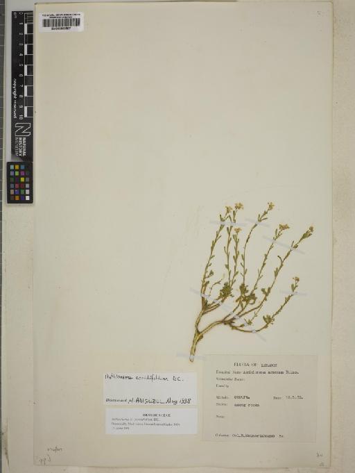 Aethionema coridifolium DC. - BM000883567