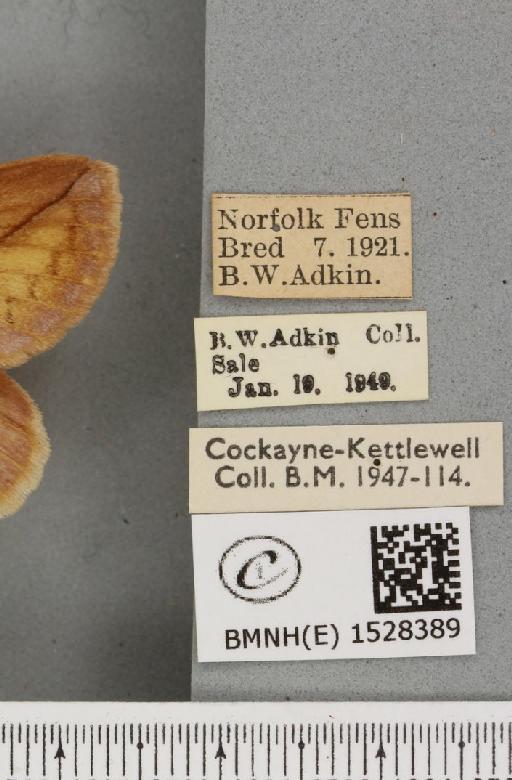 Euthrix potatoria ab. lilacina Cockayne, 1951 - BMNHE_1528389_label_196897